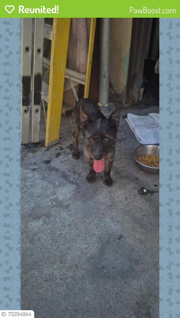 Reunited Male Dog last seen Orchard and 154th st in Gardena, Los Angeles, CA 90247