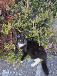 Found/Stray Unknown Cat last seen Playground in back of apmts, Vancouver, WA 98682