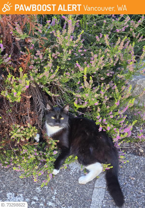 Found/Stray Unknown Cat last seen Playground in back of apmts, Vancouver, WA 98682