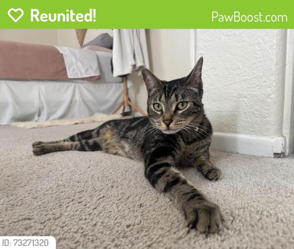 Reunited Male Cat last seen camino magnifico, San Marcos, CA 92069