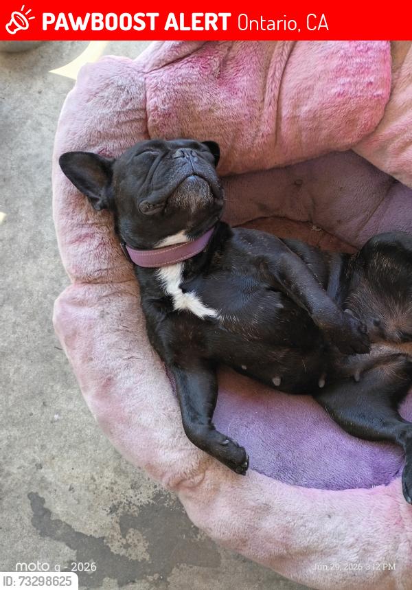 Lost Female Dog last seen G st, Ontario, CA 91764