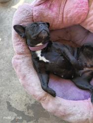 Lost Female Dog last seen G st, Ontario, CA 91764