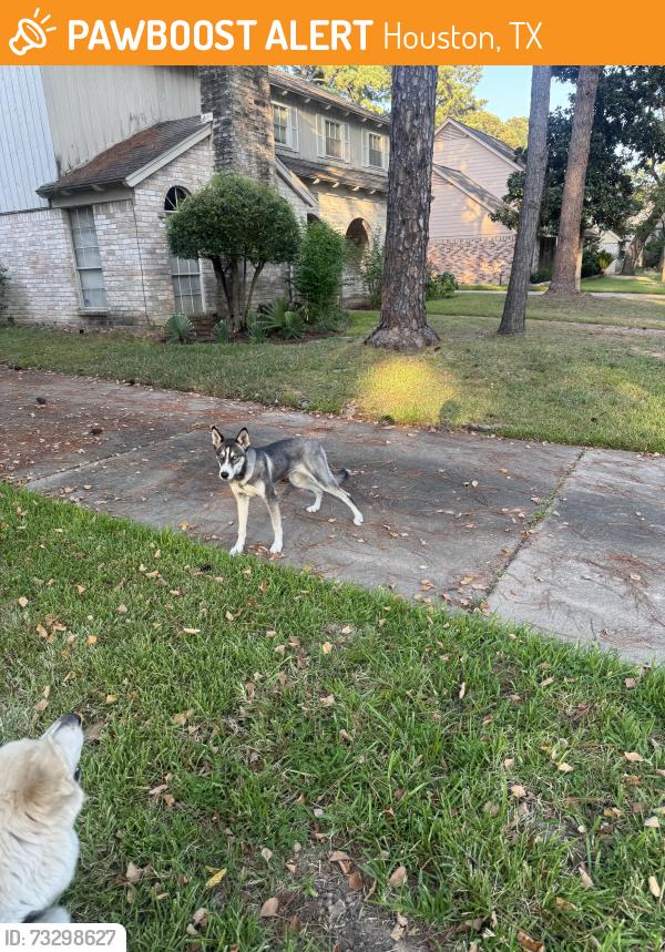 Found/Stray Female Dog last seen Glen Erica Drive and Baltimore Road, Houston, TX 77069