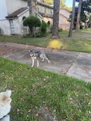 Found/Stray Female Dog last seen Glen Erica Drive and Baltimore Road, Houston, TX 77069
