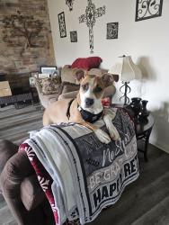 Found/Stray Female Dog last seen Eucalyptus and Topaz, Victorville, CA 92392