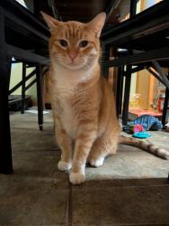 Found/Stray Male Cat last seen Lakeville, Lakeville, MN 55068