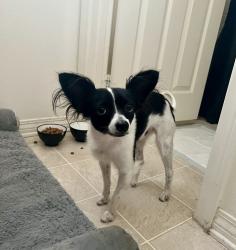 Found/Stray Male Dog last seen Central/Eucalyptus, Chino, CA 91710
