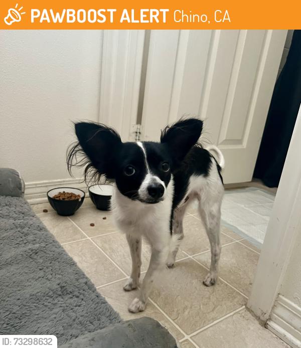 Found/Stray Male Dog last seen Central/Eucalyptus, Chino, CA 91710