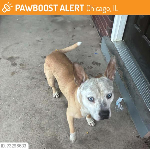 Found/Stray Male Dog last seen 79th and Racine, Chicago, IL 60620