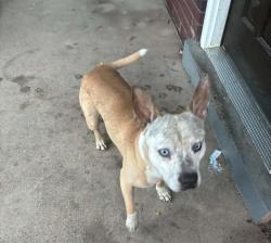 Found/Stray Male Dog last seen 79th and Racine, Chicago, IL 60620