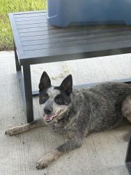 Found/Stray Unknown Dog last seen Hwy 90 and Krenek Rd, Crosby, TX 77532