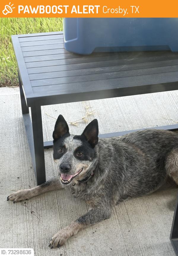 Found/Stray Unknown Dog last seen Hwy 90 and Krenek Rd, Crosby, TX 77532