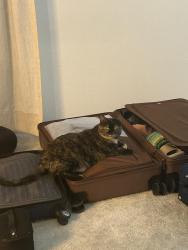 Lost Female Cat last seen Belleview and Simms, Littleton, CO 80127