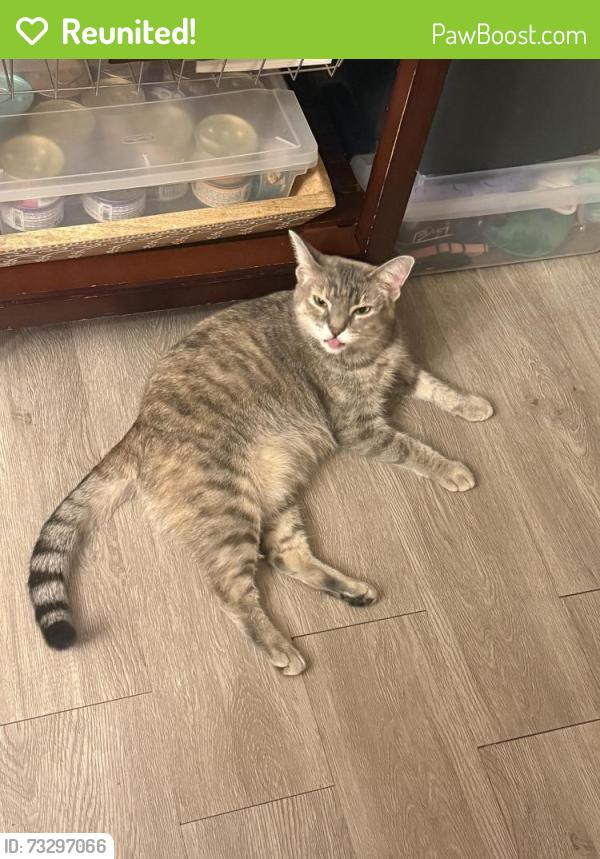 Reunited Female Cat last seen Hollywood Drive, Lower Swatara Township, PA 17111