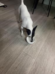 Reunited Female Dog last seen 34th street hialeah, Hialeah, FL 33012