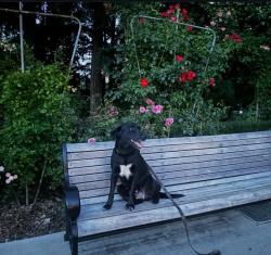 Reunited Female Dog last seen Near pioneer lane, Beaverton, OR 97008