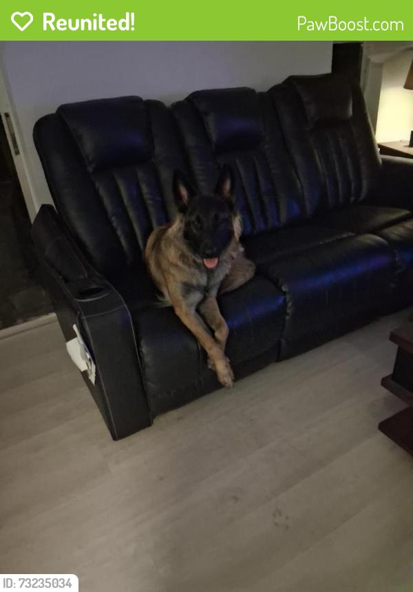 Reunited Female Dog last seen Moog rd and Bradford ave, Holiday, FL 34691