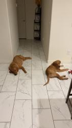 Reunited Female Dog last seen Arizona Christian University, Glendale, AZ 85306