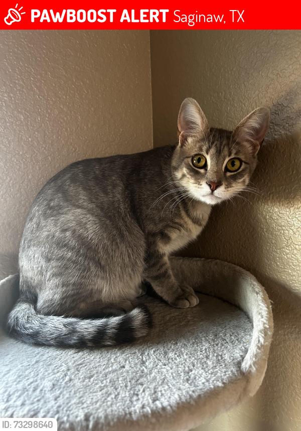 Lost Female Cat last seen Off Wagley Robert’s road, Saginaw, TX 76131