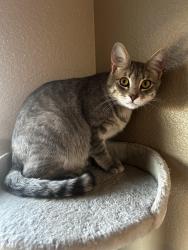 Lost Female Cat last seen Off Wagley Robert’s road, Saginaw, TX 76131