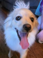 Reunited Female Dog last seen Bergedo drive, Oakland, CA 94603