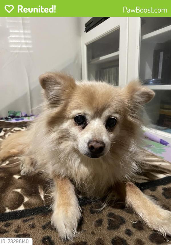 Reunited Male Dog last seen Glendora, CA, USA, Glendora, CA 91740