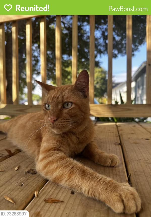 Reunited Male Cat last seen Pohakuloa, Waimalu maybe surrounding streets., Bastrop, TX 78602