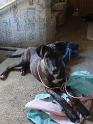 Reunited Male Dog last seen Calle de vida, San Diego, CA 92124