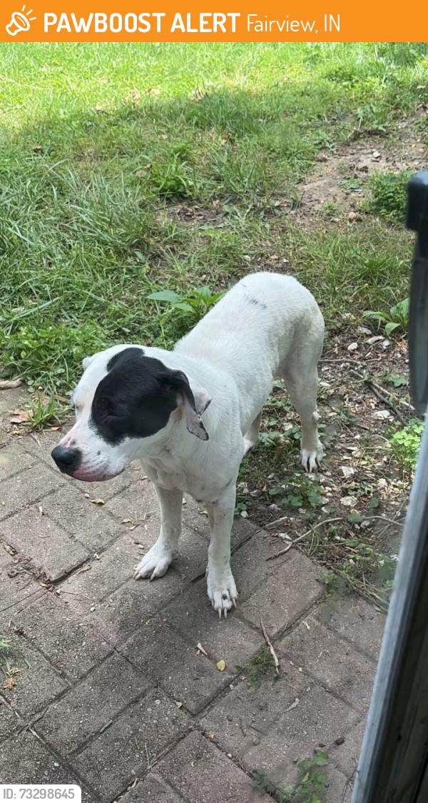 Found/Stray Female Dog last seen Stu’s Garage, Fairview, IN 47373