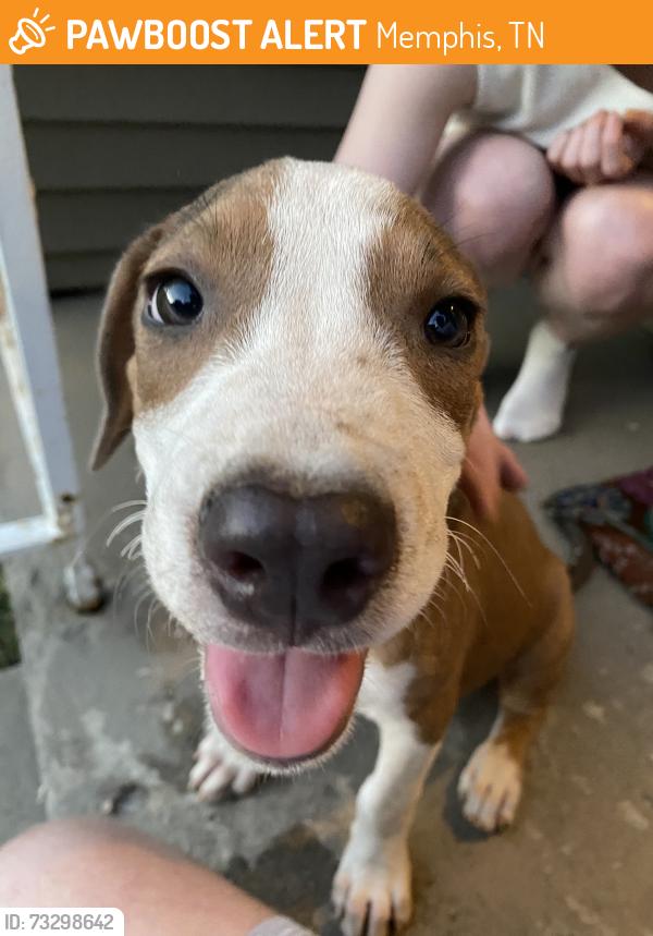 Found/Stray Male Dog last seen S Greer St & Seminole St, Memphis, TN 38111