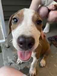Found/Stray Male Dog last seen S Greer St & Seminole St, Memphis, TN 38111