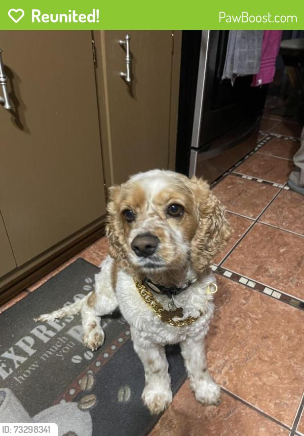 Reunited Male Dog last seen Rural st, Aurora, IL 60505