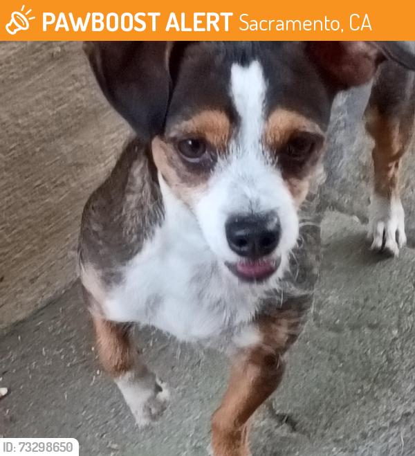 Found/Stray Male Dog last seen Santiago ave, Sacramento,California, Sacramento, CA 95815