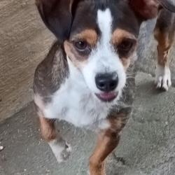 Found/Stray Male Dog last seen Santiago ave, Sacramento,California, Sacramento, CA 95815