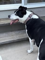 Reunited Male Dog last seen Fairfax Neighborhood, Colorado Springs, CO 80920