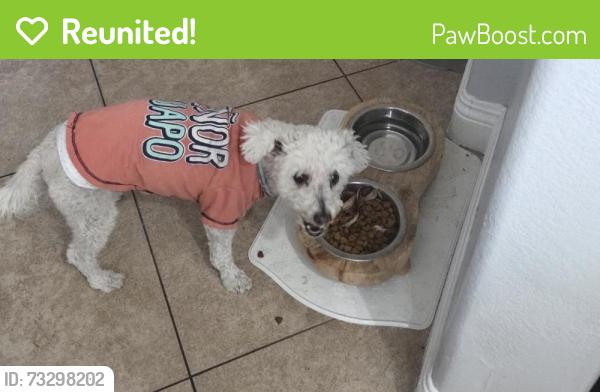 Reunited Male Dog last seen El campo grande North Las Vegas, North Las Vegas, NV 89031