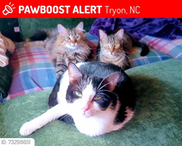 Lost Female Cat last seen In the valley past Harmon Field, Tryon, NC 28782