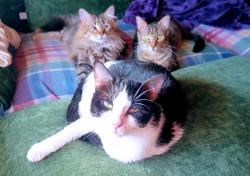 Lost Female Cat last seen In the valley past Harmon Field, Tryon, NC 28782