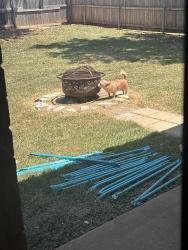 Reunited Male Dog last seen Santa Fe/164th, Edmond, OK 73013