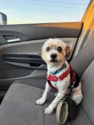 Lost Male Dog last seen Grant / Fairview, Tucson, AZ 85704