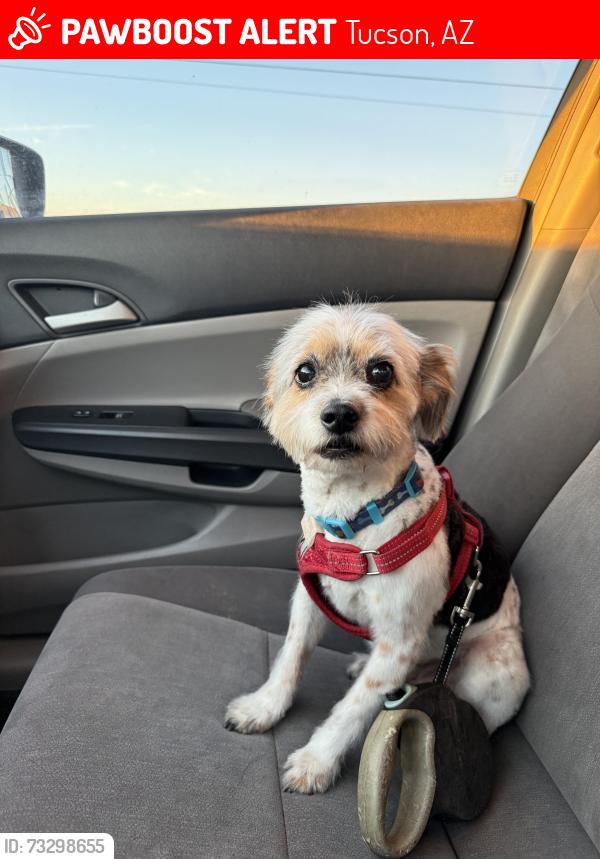 Lost Male Dog last seen Grant / Fairview, Tucson, AZ 85704