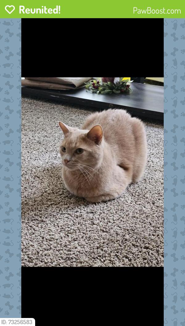Reunited Male Cat last seen 76th and Howard, Milwaukee, WI 53220