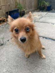 Reunited Female Dog last seen Summer Street between Silver and Sabine, Houston, TX 77007