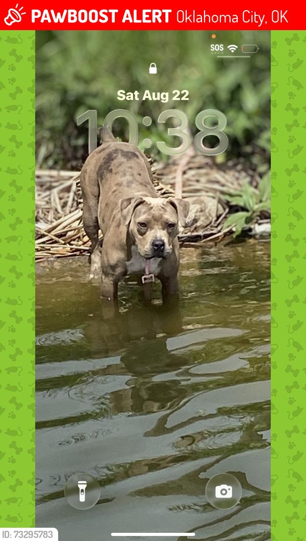 Lost Female Dog last seen Grandpa’s hse 670 st, Oklahoma City, OK 73108