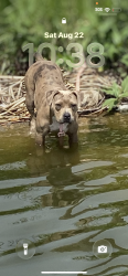 Lost Female Dog last seen Grandpa’s hse 670 st, Oklahoma City, OK 73108