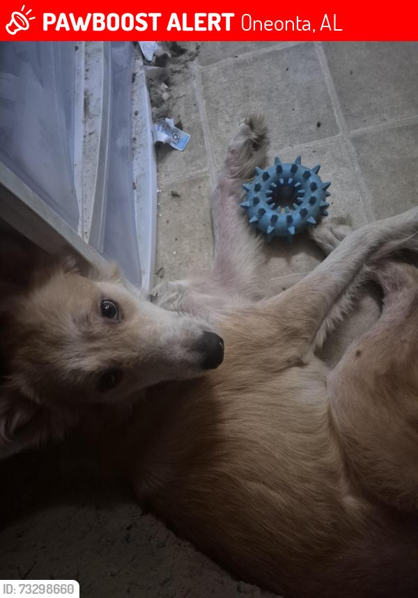 Lost Female Dog last seen Appalichian high school, Oneonta, AL 35121
