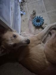 Lost Female Dog last seen Appalichian high school, Oneonta, AL 35121