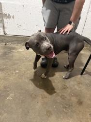 Found/Stray Male Dog last seen 9th and minneapolis,, Wichita, KS 67214