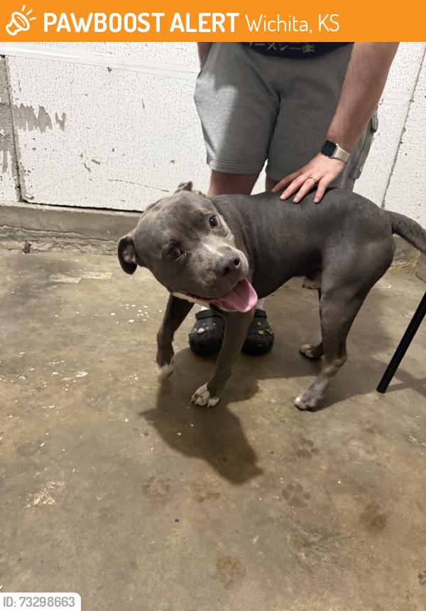 Found/Stray Male Dog last seen 9th and minneapolis,, Wichita, KS 67214