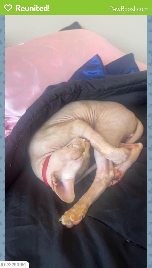 Reunited Male Cat last seen Edgemont west Edmonton, Edmonton, AB 
